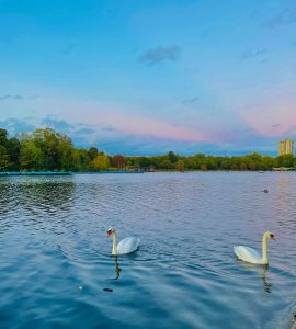 Two swans gracefully glide underwater beneath a bright blue sky.