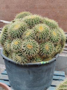 View larger photo: Kroenleinia grusonii, popularly known as the golden barrel cactus, golden ball, or mother-in-law's cushion.