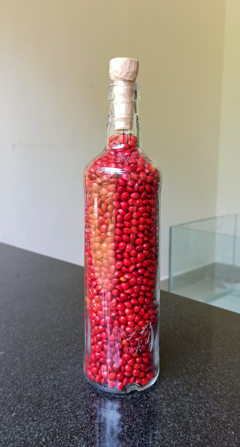 A bottle filled with red beans, known as Manjadi seeds in Kerala, showcasing the artistic use of Adenanthera pavonina seeds.