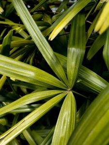 The leaves of a decorative palm plant.