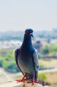 A pigeon perched on a ledge, calmly sitting and observing its surroundings.