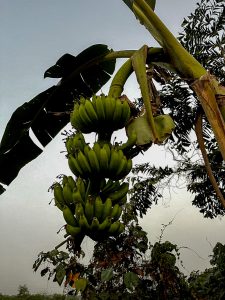 Banana or Plantain tree, laden with fruit it leaves peeling, partially brown and dry. 