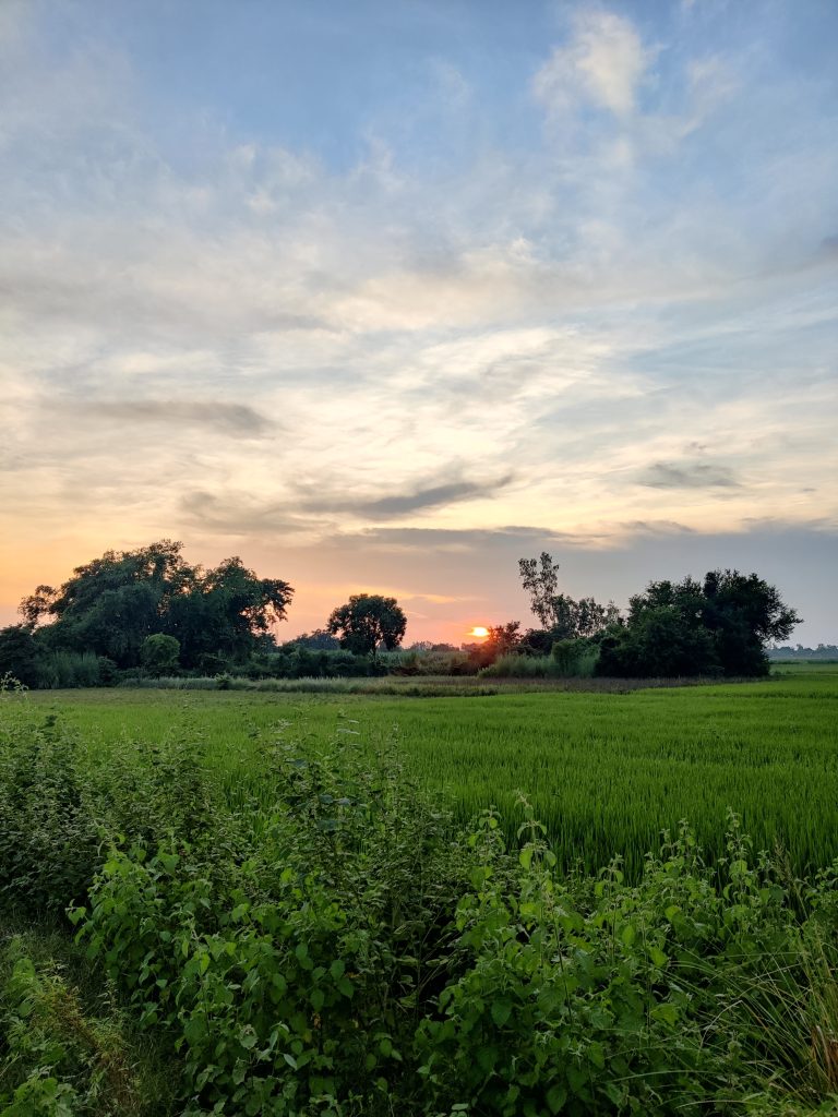 A picture of paddy fields during sunset in a village.