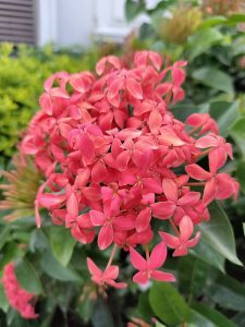 Pink flowers