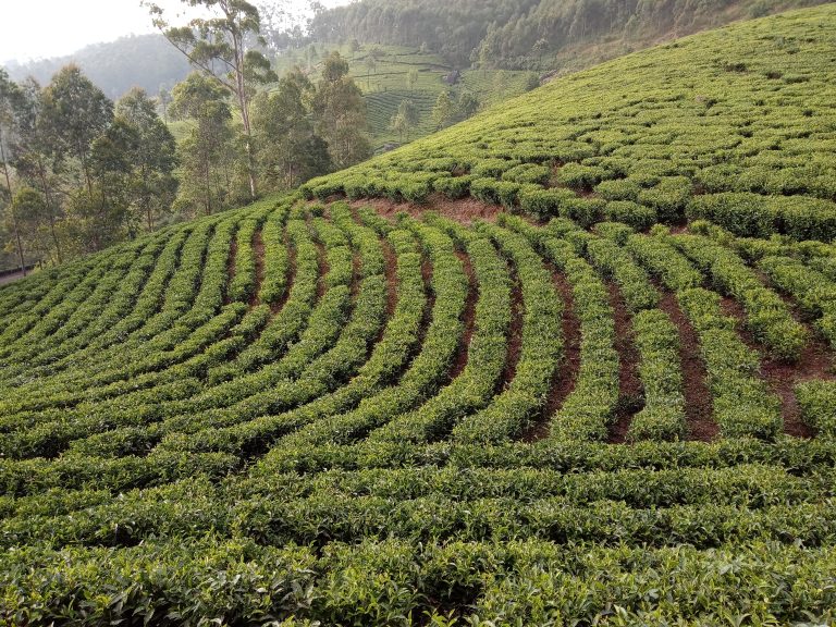 Tea Plantation at Munnar, Kerala.