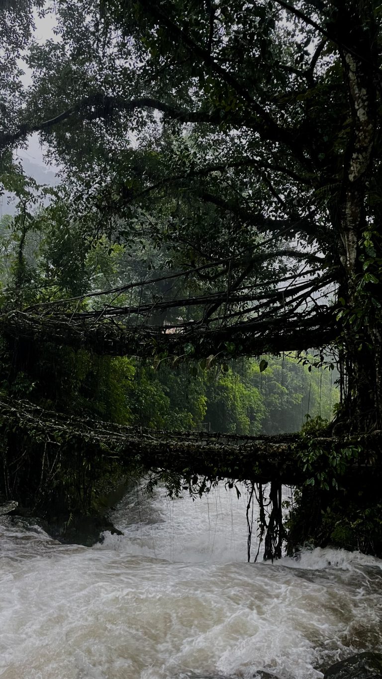 Double decker living root bridge over fast moving water