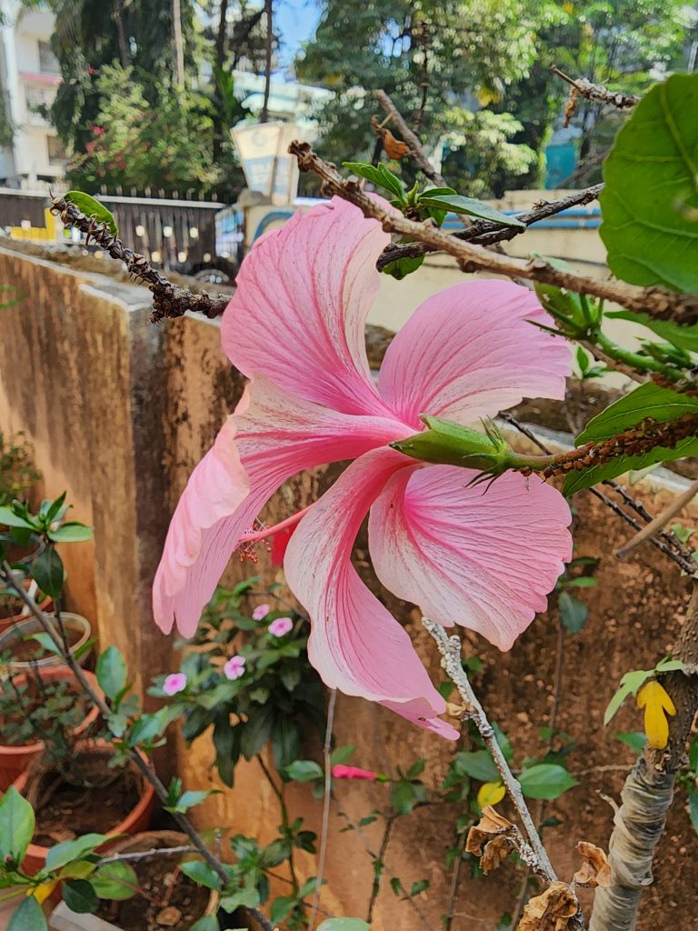 Pink Hibiscus flower