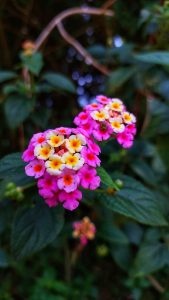 A close up of a West Indian Lantana flower in pink and yellow color with a background of dark green leaves.