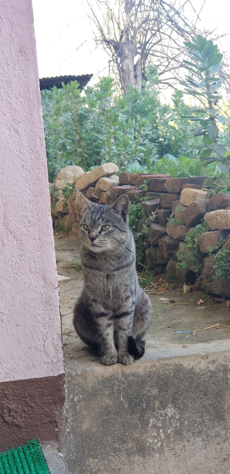 A gray and black cat sits on a path beside a wall