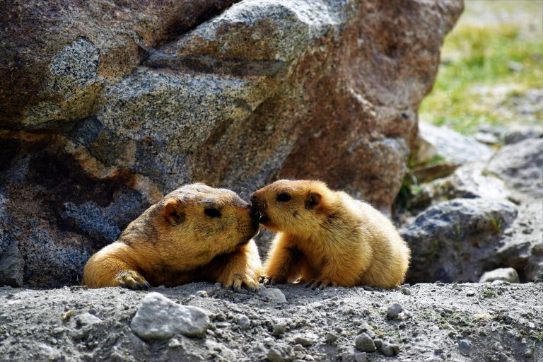 Himalayan Marmots face to face in a rocky area