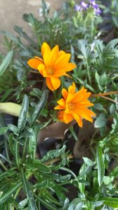 Beautiful orange flower in a garden 
