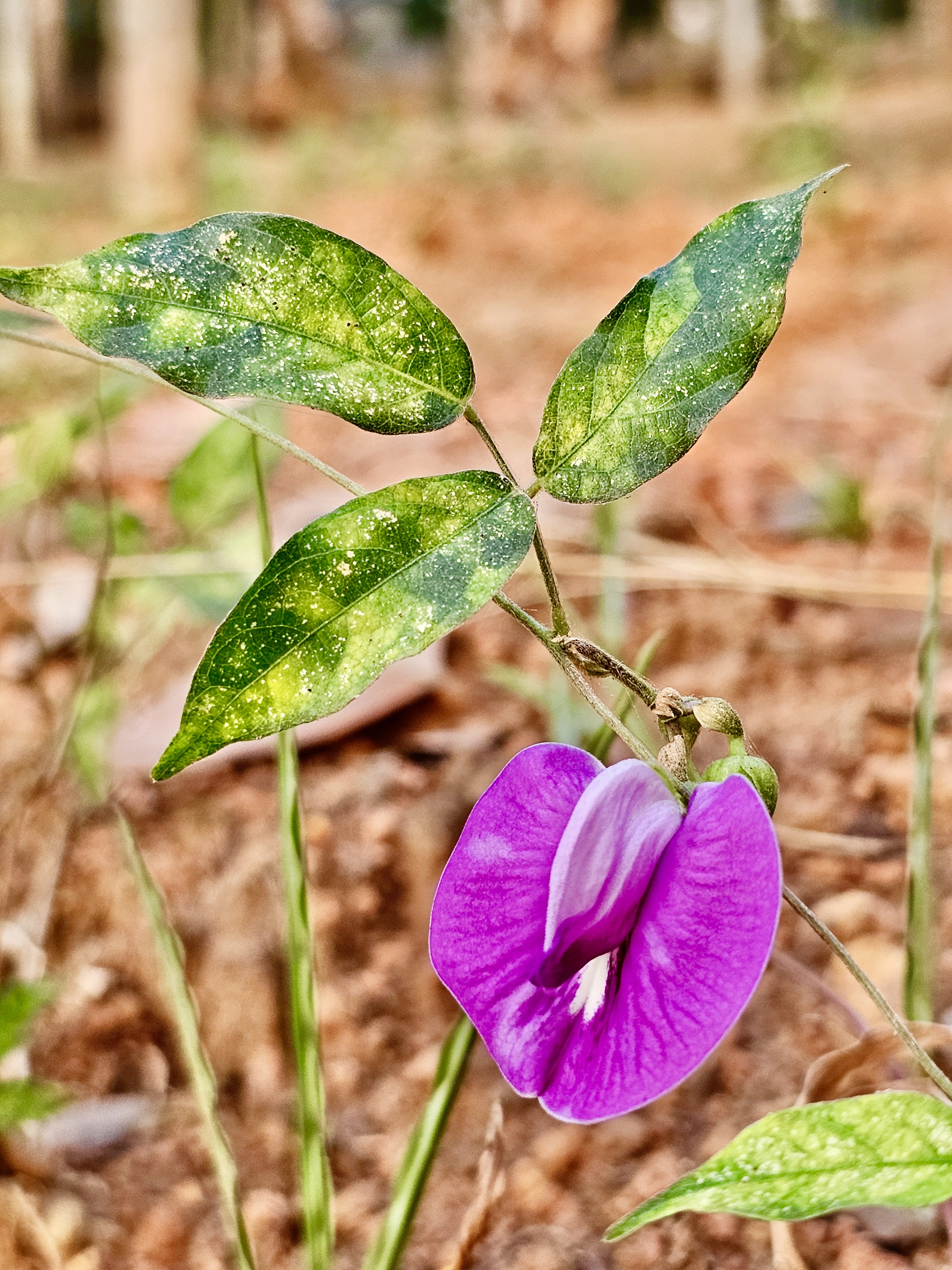 A Centrosema plant with variable leaves and a nice flower. It is also known as the butterfly pea. From Perumanna, Kozhikode, Kerala.