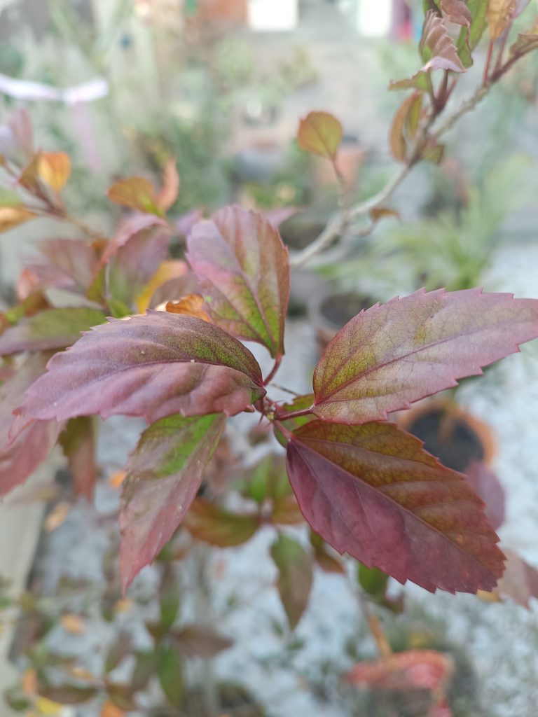 Beautiful purple and green color leaf.