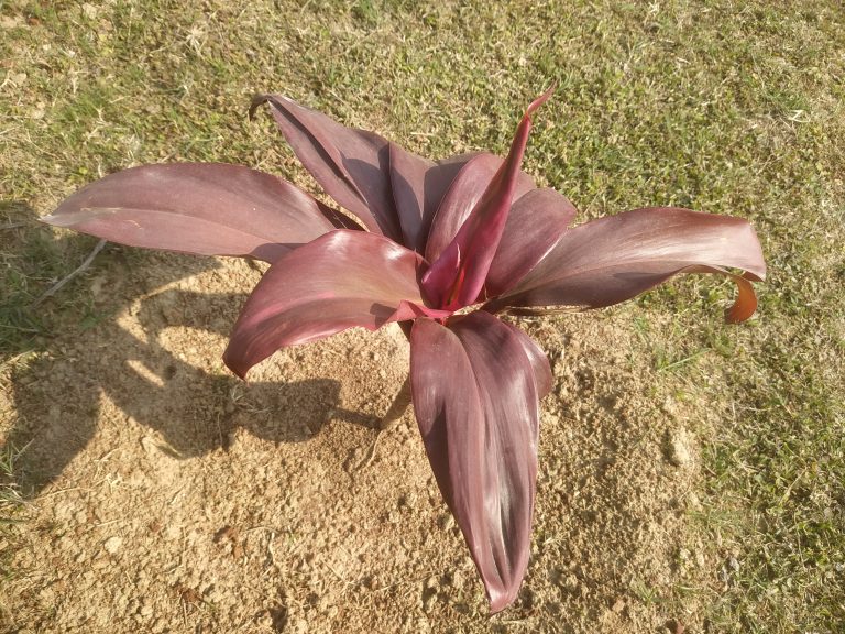 A Cordyline plant with long purple petals growing out of dirt and patchy grass.