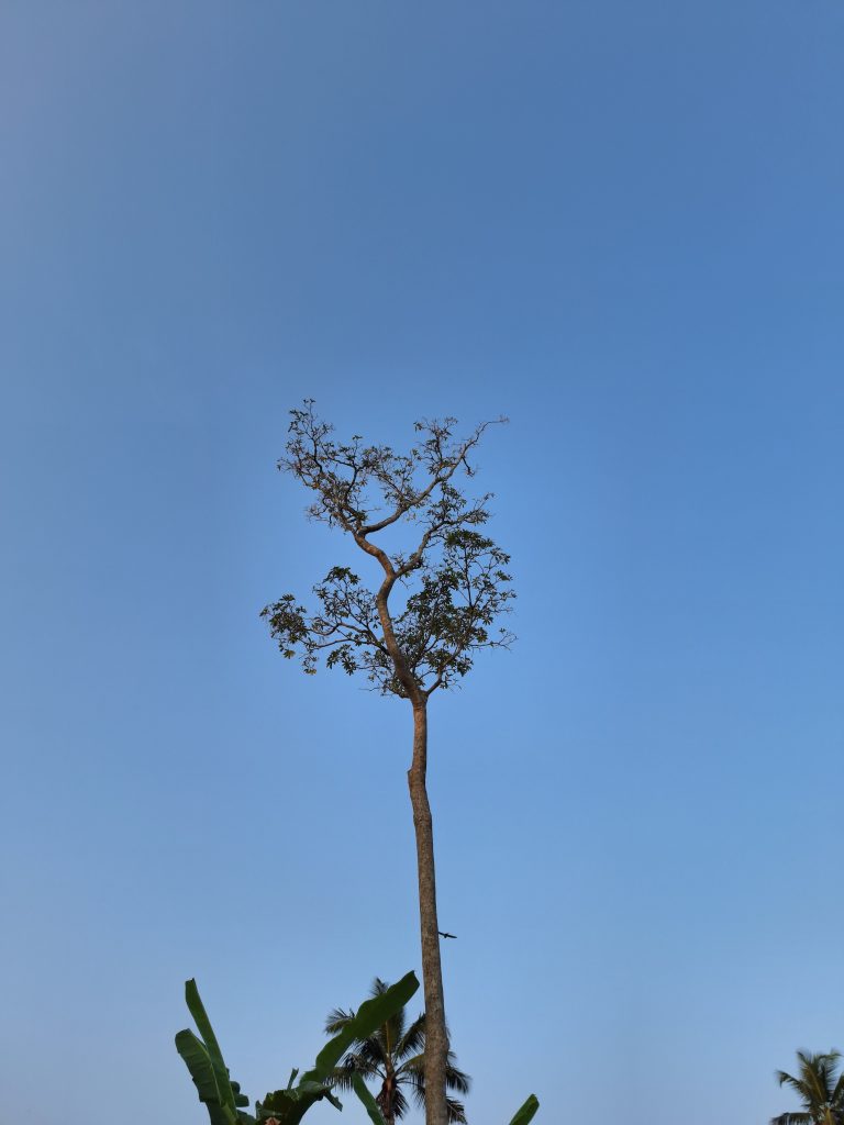 A Tree under blue skies.