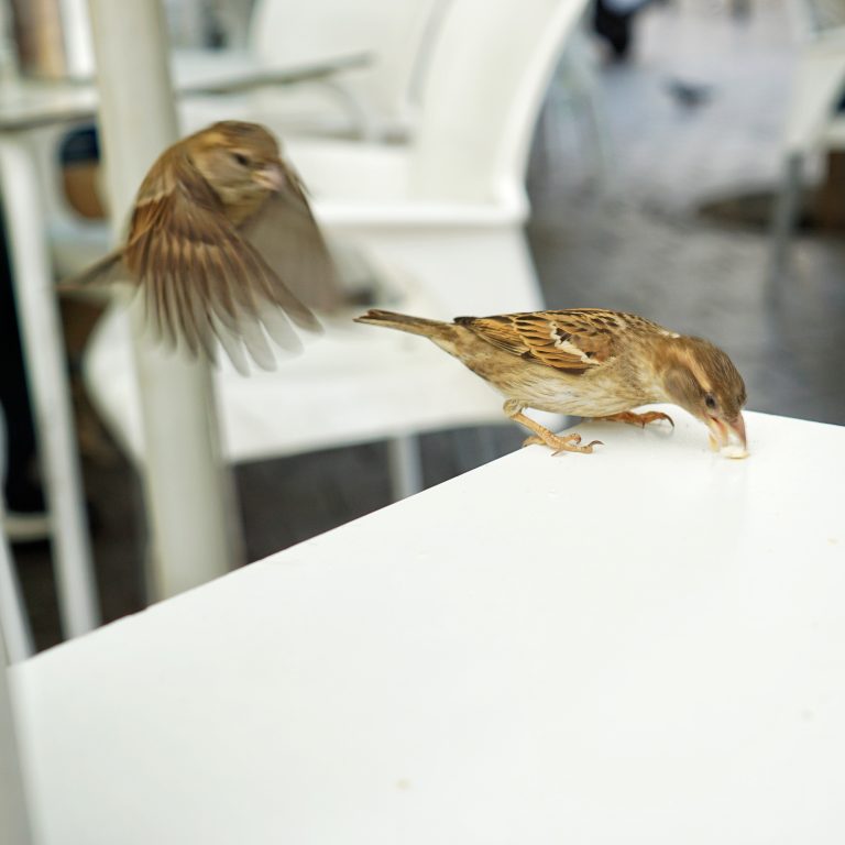 Sparrows arriving flying to eat