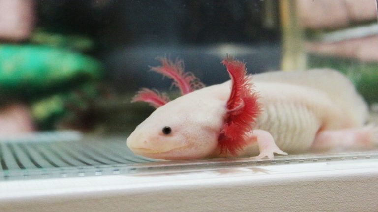 A captive leucistic axolotl sleeping in the bottom of a tank.