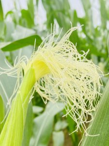 A closeup of an ear of corn on the stalk, with tassels spilling out the top