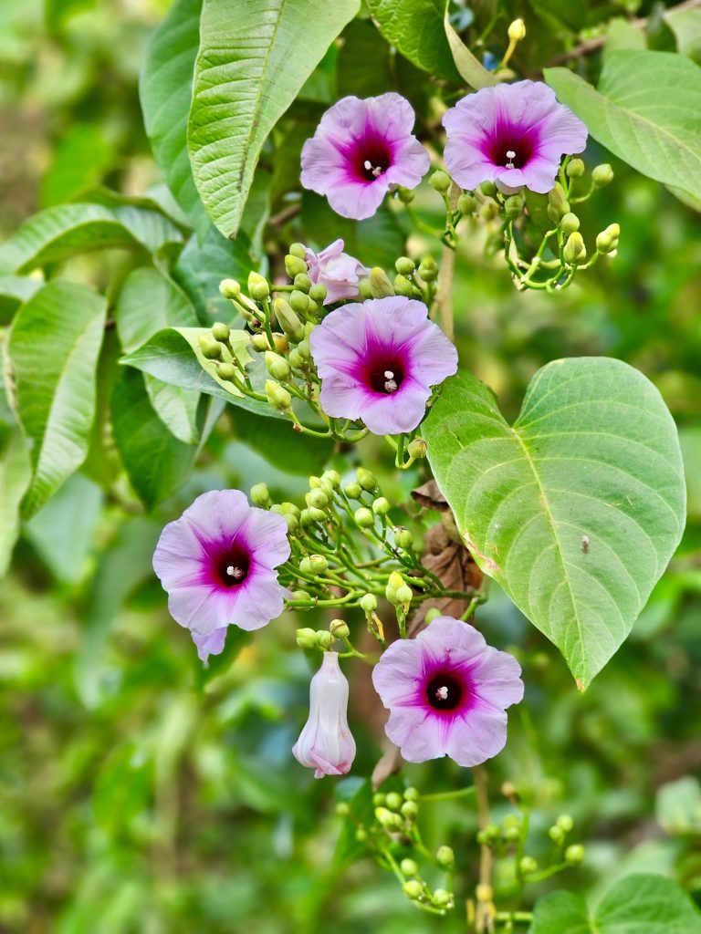 Argyreia nervosa flowers & buds. It is commonly known as Hawaiian baby woodrose, elephant creeper and woolly morning glory. From Perumanna, Kozhikode, Kerala.