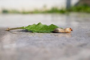 A grub worm next to a leaf