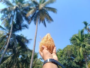 A hand wearing watch with dark blue strap holding a coconut with coconut trees in the background.