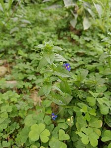 Green leaves and small blue flowers