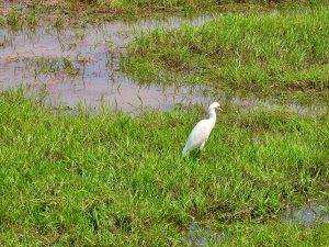 A long view of an egret is patiently awaiting for the next catch, probably fish or worms. From Perumanna, Kozhikode, Kerala.