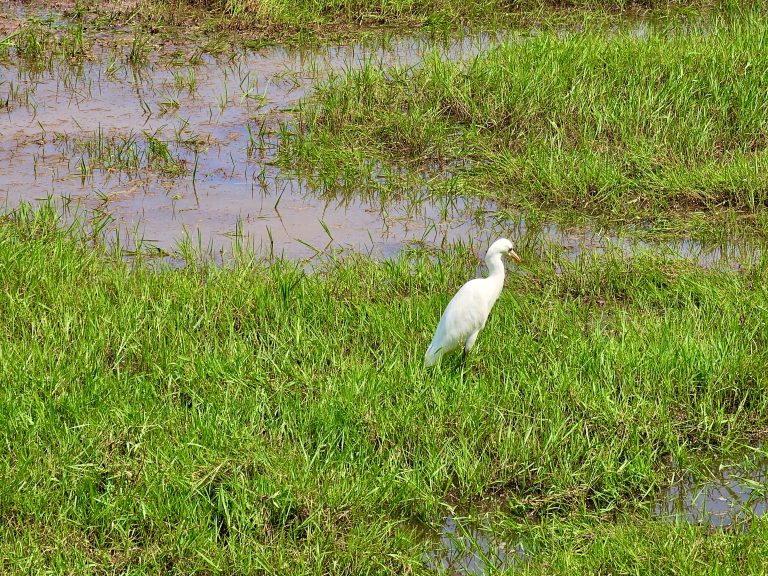 A long view of an egret is patiently awaiting for the next catch, probably fish or worms. From Perumanna, Kozhikode, Kerala.