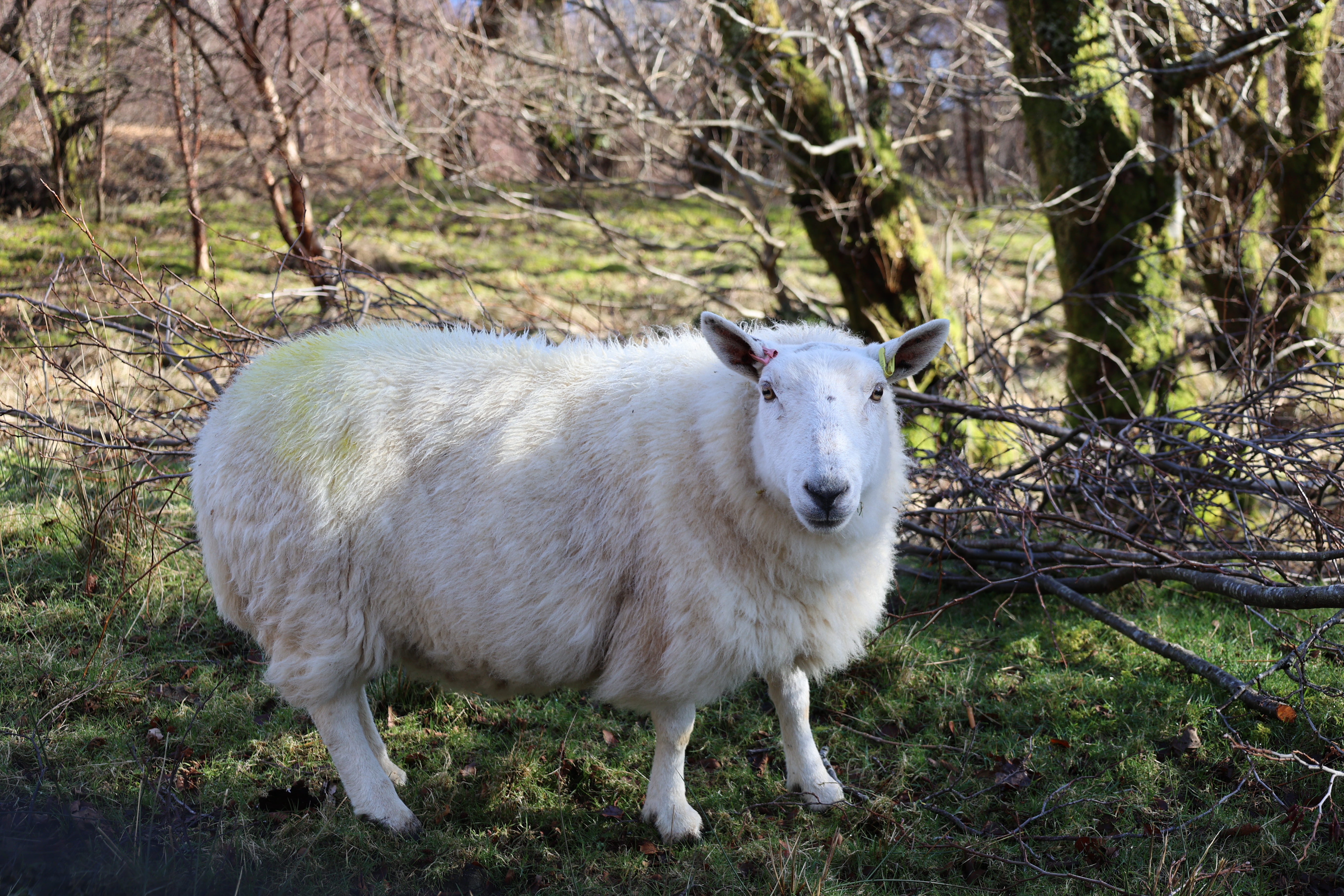 A white sheep with a tag on its ear standing in a field with trees and brush in the background.