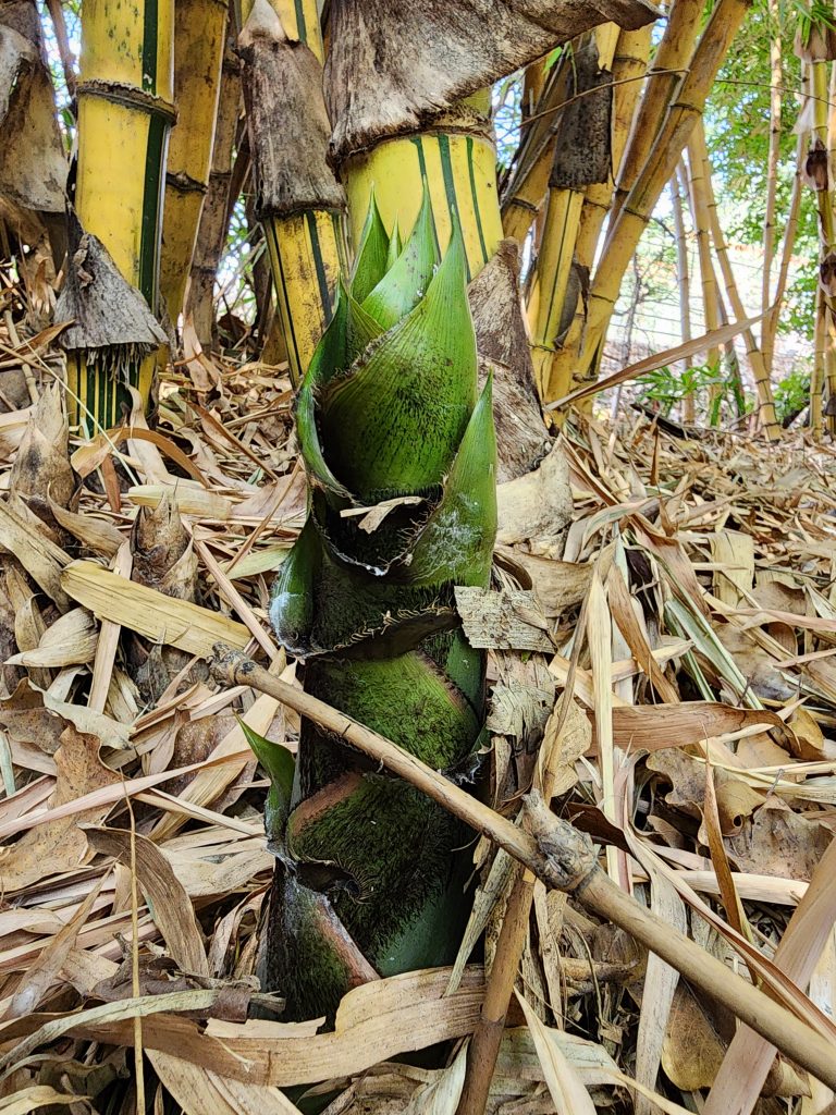 Bamboo shoot amongst established Bamboo canes, dead discarded foliage surrounds them on the ground