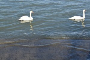 Two swans swimming in the river