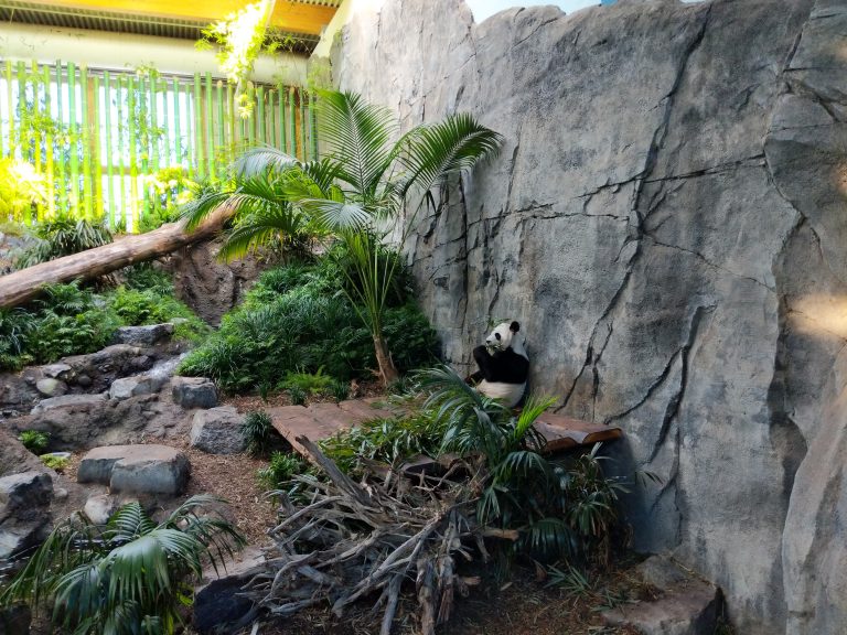 A panda enjoying shoots while at Calgary Zoo in Alberta, Canada.