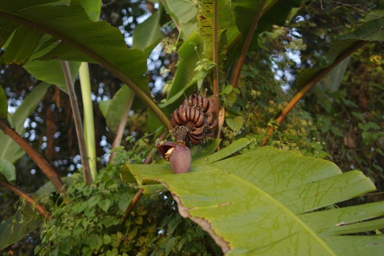 Red Banana growing on a banana tree.