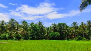 Green Paddy fields and coconut trees. 