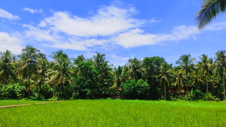 Green Paddy fields and coconut trees.