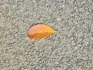 A fallen jackfruit leaf in a tar road. From Perumanna, Kozhikode, Kerala. 