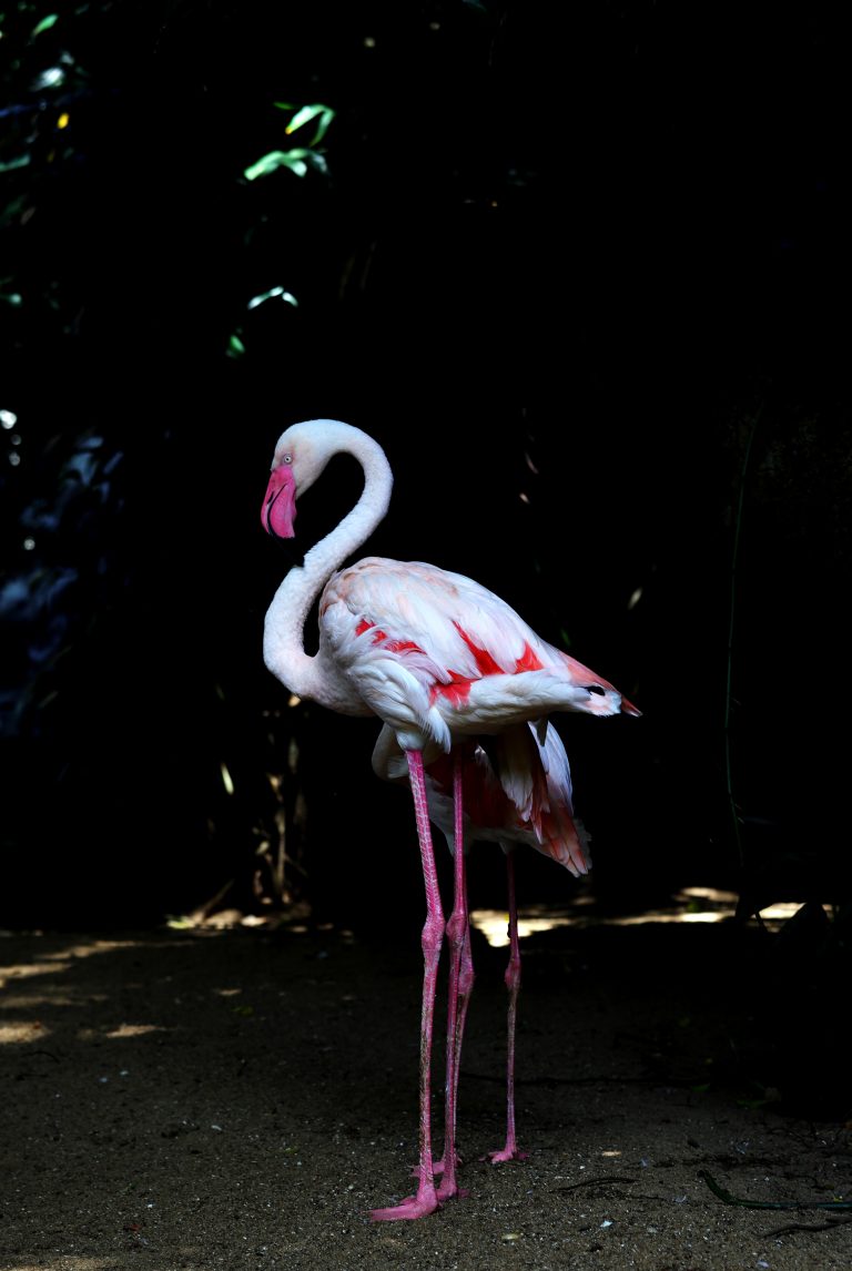 Greater flamingo