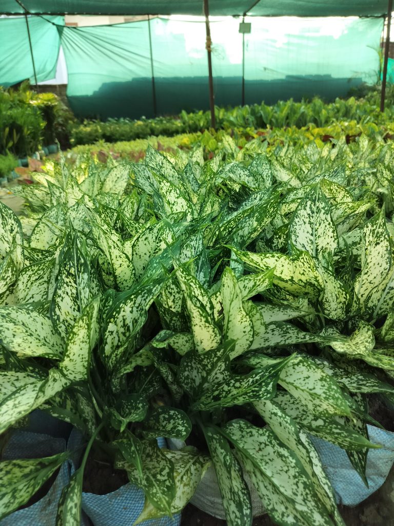 Variegated leaves on Pothos plants under an awning