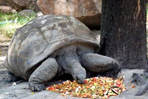 Tortoise feeding on vegetables 