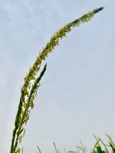 Tassels and seeds at the top of a corn plant against a pale blue sky