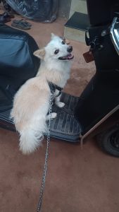 Small white dog sitting on an electric scooter
