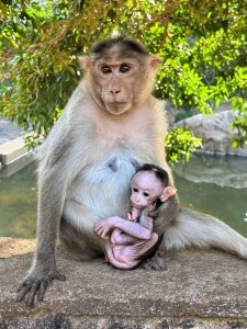 A mother monkey tenderly holds her precious baby.
