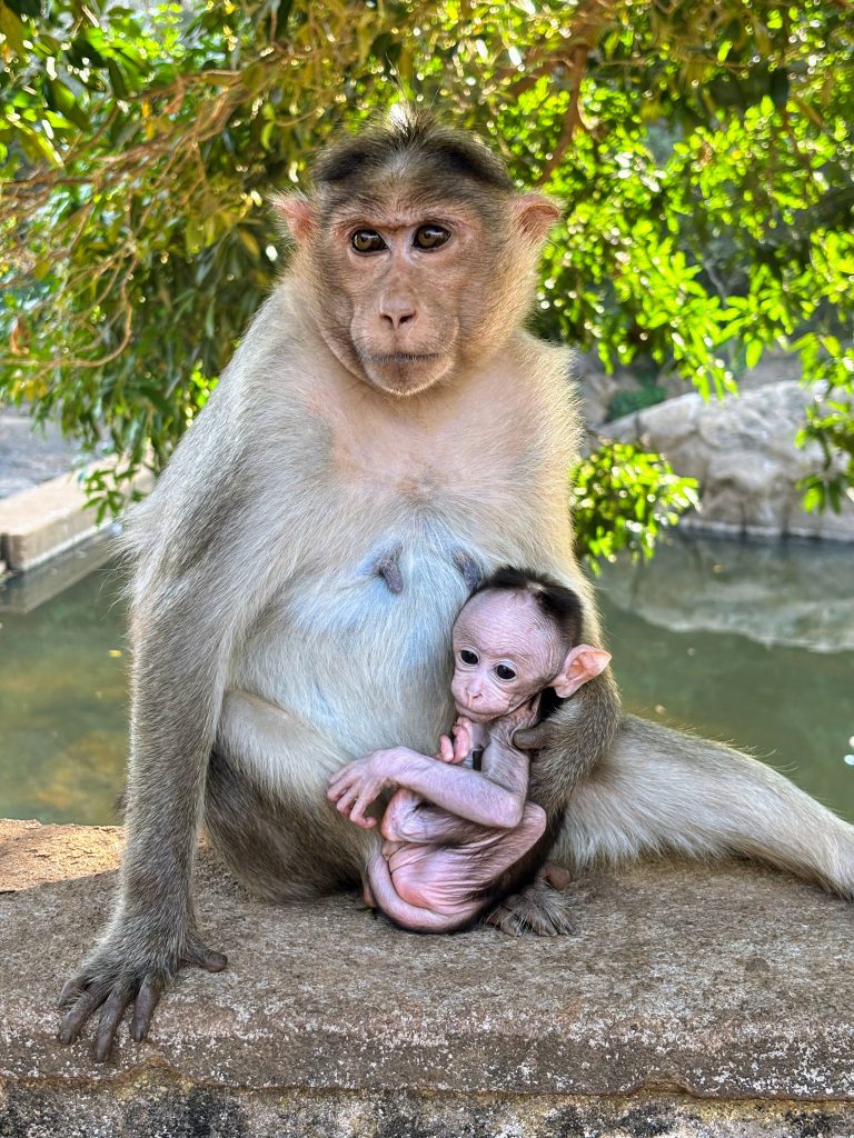 A mother monkey tenderly holds her precious baby.