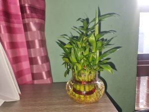 Lucky Bamboo Plant.