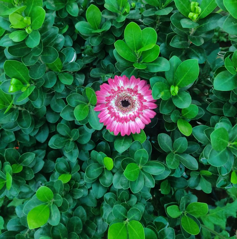 A pink flower in the middle of green leaves