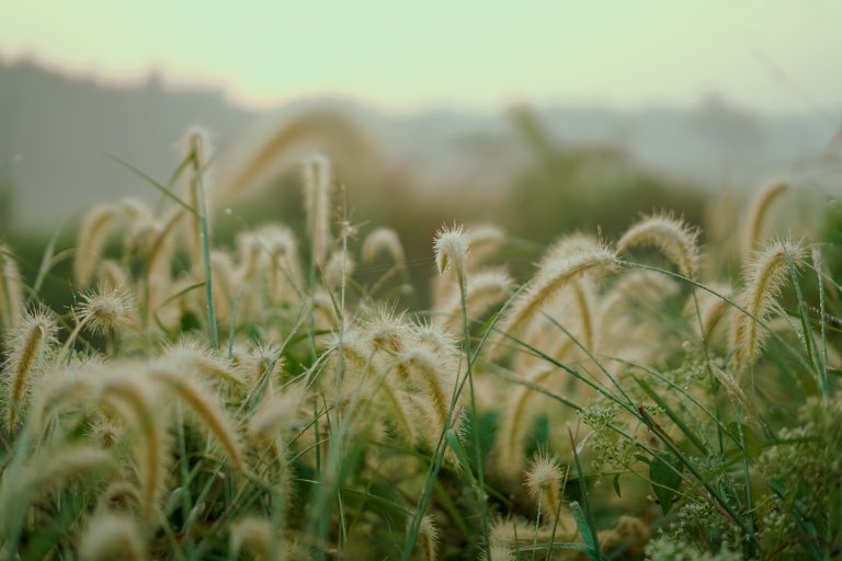 Golden sunlight bathes a field of delicate, fuzzy grasses with dewdrops, creating a soft, dreamy, and tranquil early morning scene.