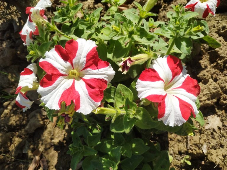 Red and White flower.