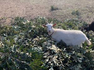 青葉を食む白ヤギ　/　white goat eating green leaves