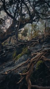 View larger photo: Snarled tree roots mesh, Guna Caves Kodaikanal