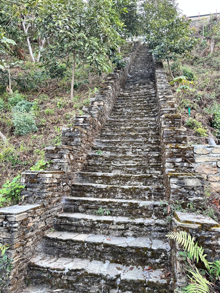 Ascending nature’s staircase, step by timeless step.